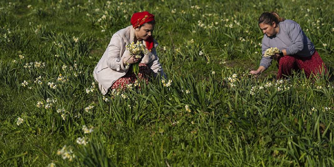 Kokusuyla fark atıyor, kadınlara gelir oluyor! Karaburun’da mis kokulu hasat: Sonbaharda başlıyor kış boyu sürüyor 2